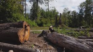 Best Arborist Consultation Services  in Leeds, AL