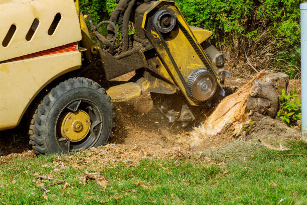 Best Storm Damage Tree Cleanup  in Leeds, AL