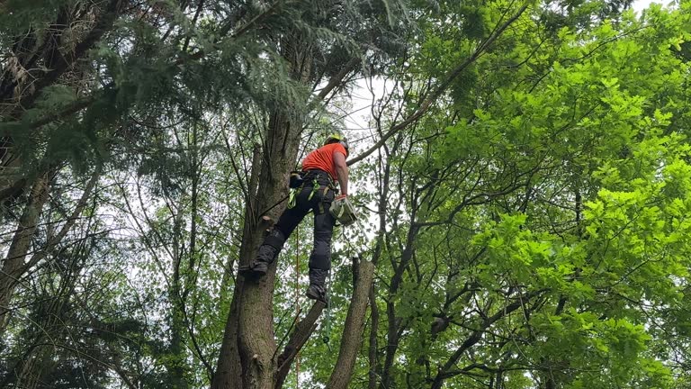 Professional Tree Services in Leeds, AL