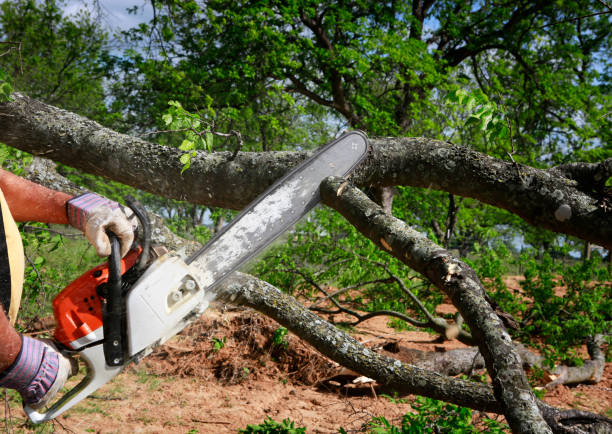 Best Tree and Shrub Care  in Leeds, AL